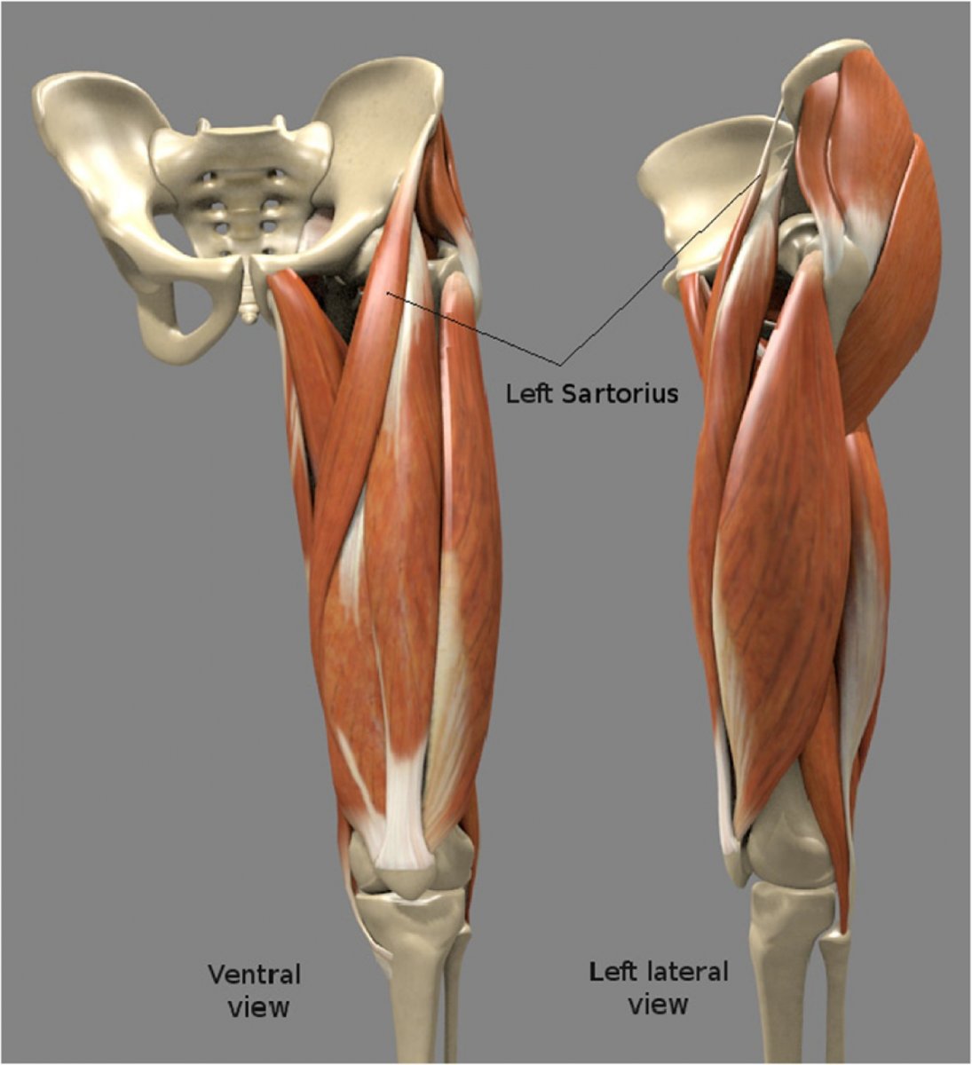 Анатомия мышц ног 3д
