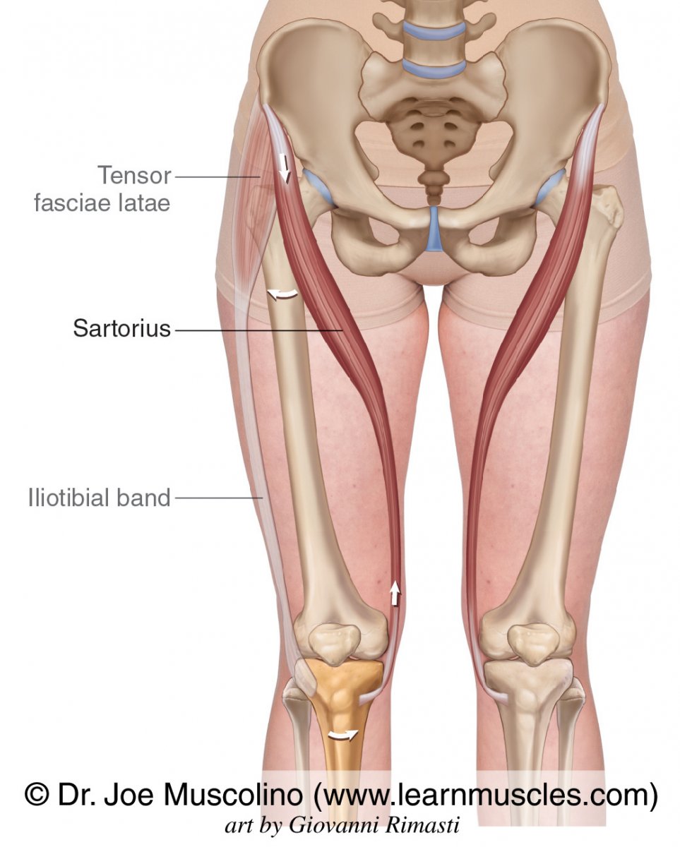 Портняжная мышца – musculus Sartorius