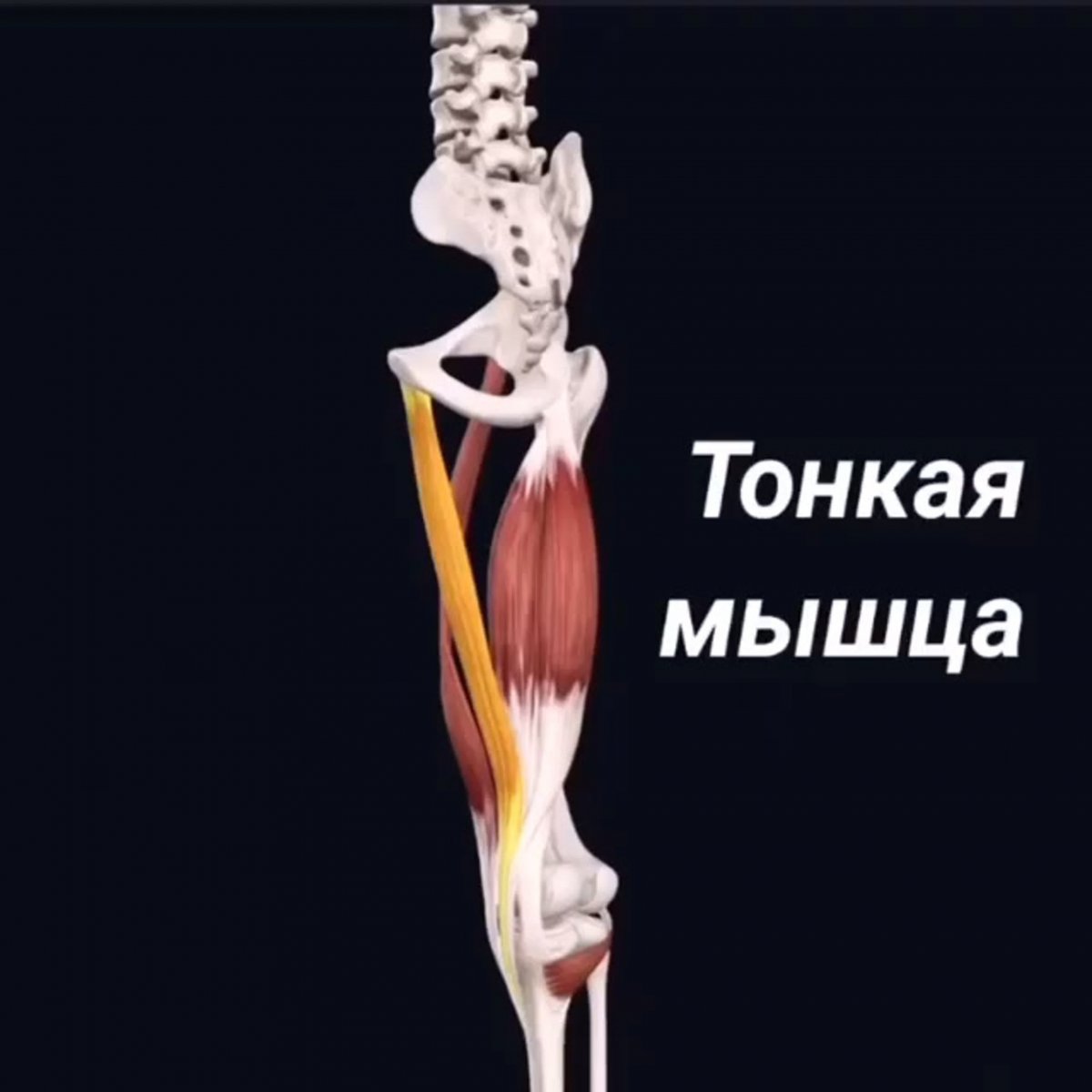 Переход мышцы в сухожилие
