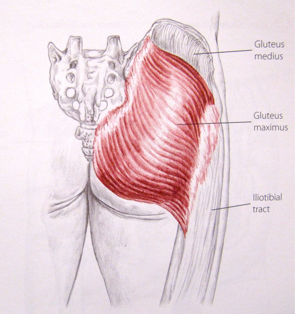 Мышца квадрицепс бедра анатомия