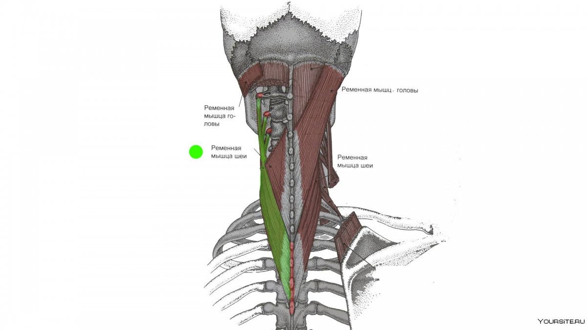 Scalenus anterior мышца