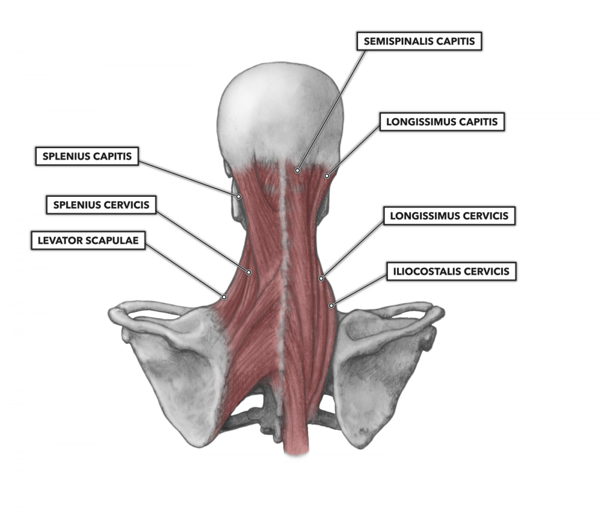 Musculus semispinalis