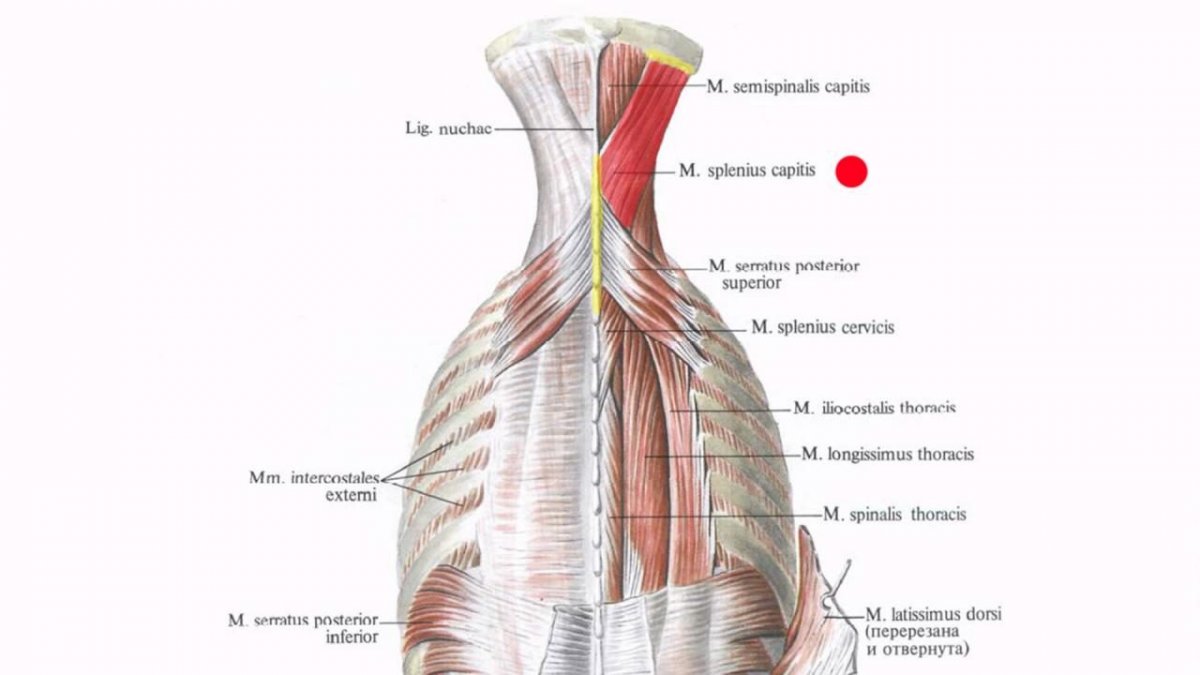 Splenius muscle