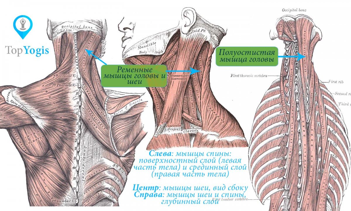 Levator scapulae мышца