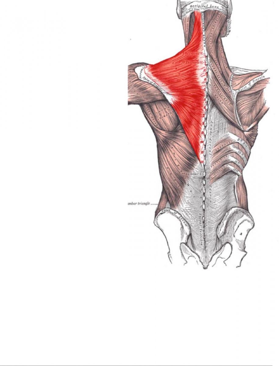 Верхняя задняя зубчатая мышца