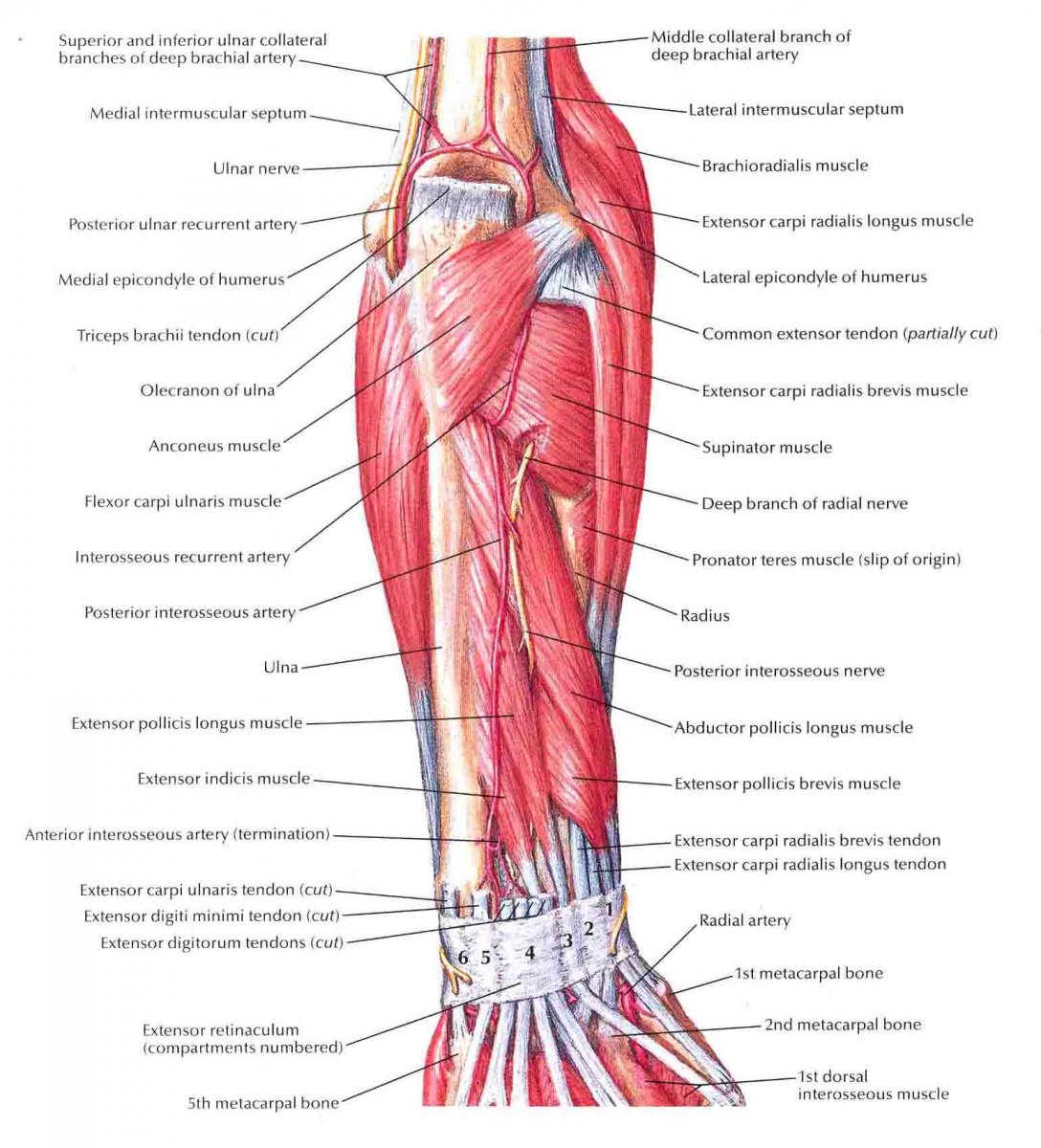 Глубокий слой задних мышц предплечья