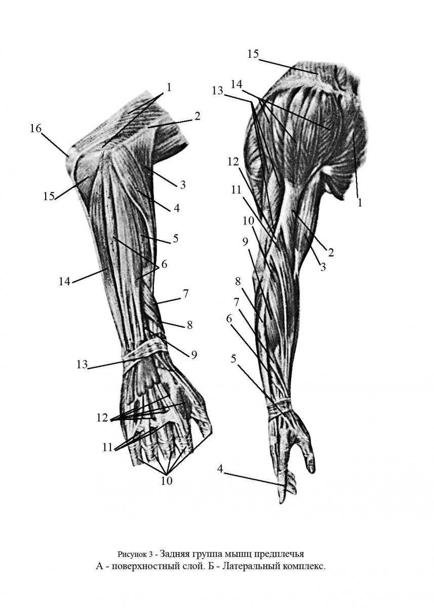 Мышцы предплечья анатомия