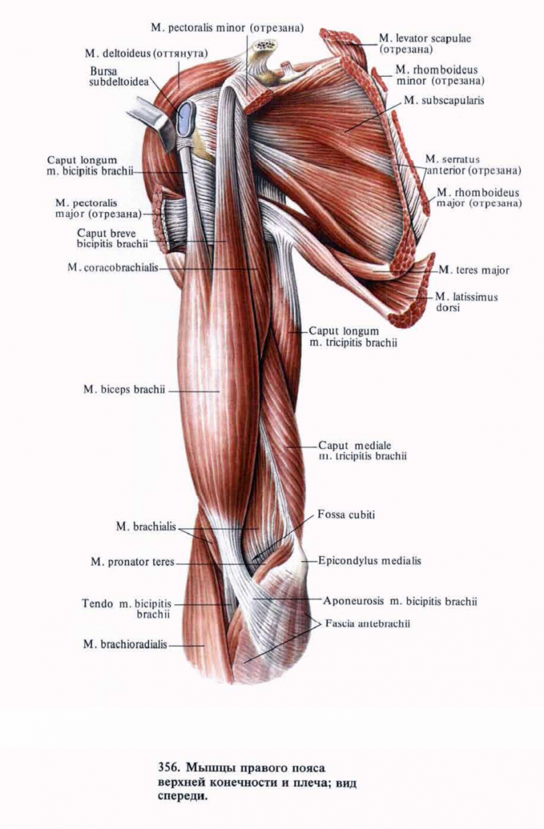 Мышцы плеча передняя группа сгибатели