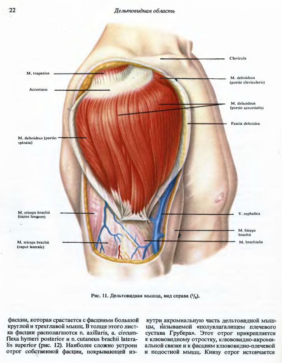 Pectoral muscles and ABS