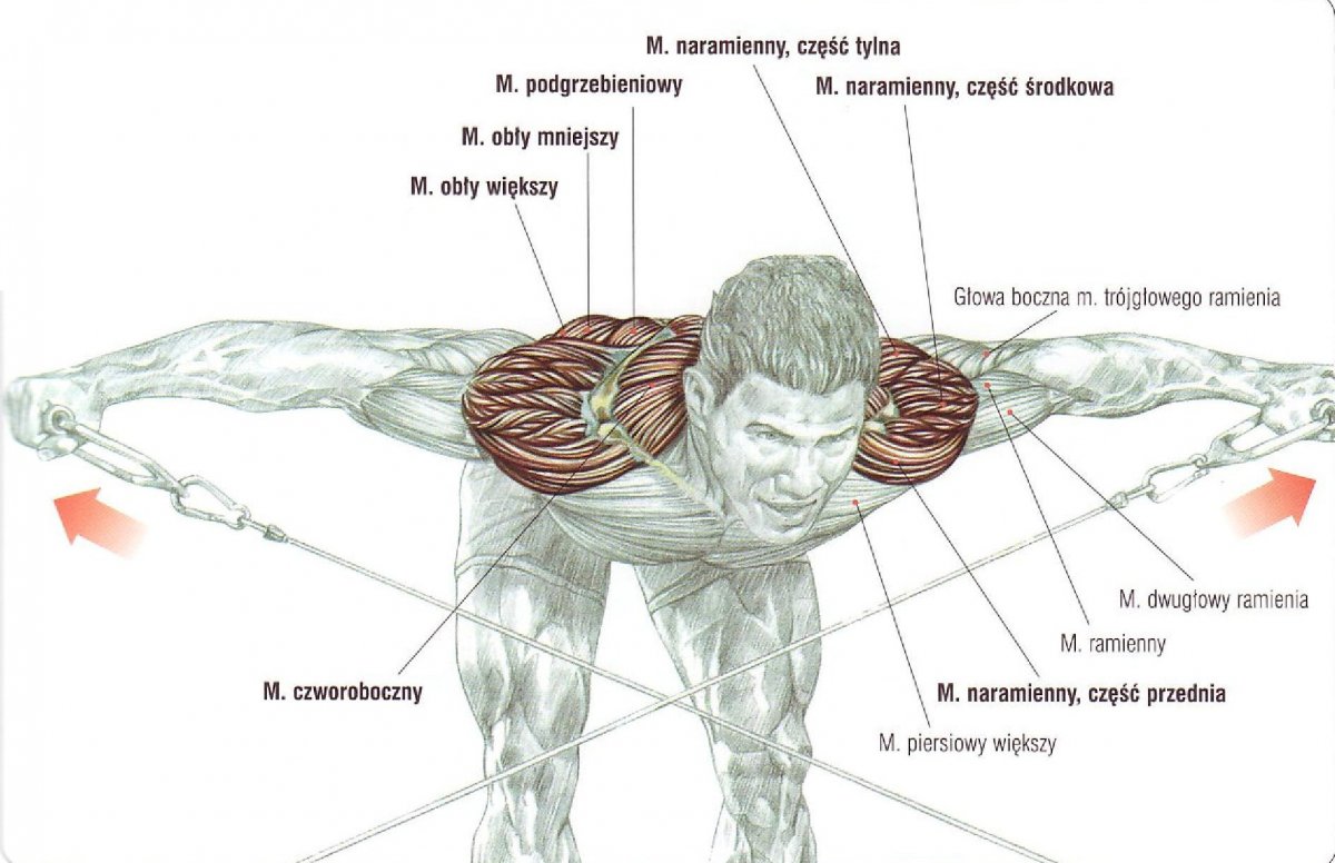 Упражнения на дельтовидные мышцы с гантелями