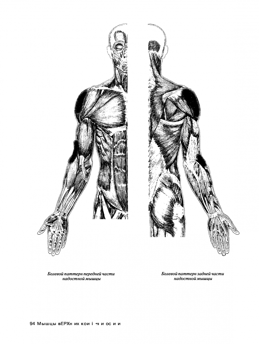Плечевой сустав анатомия мышцы и связки