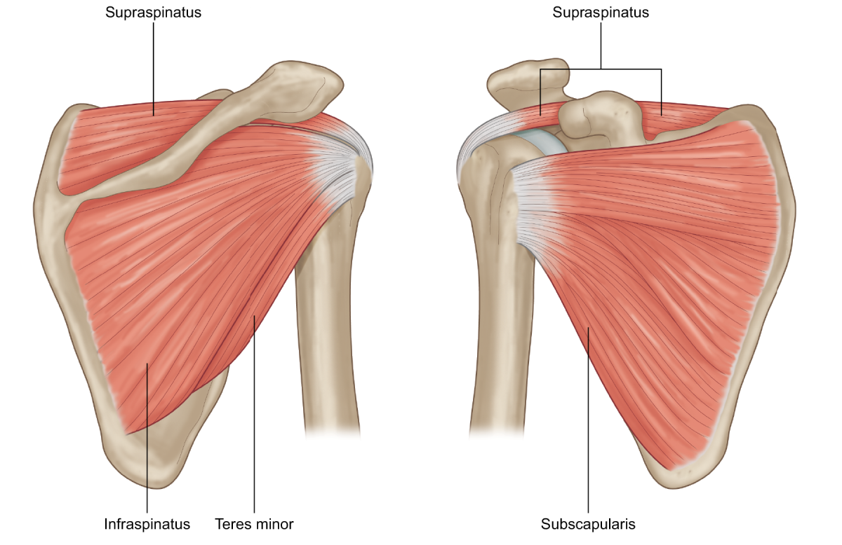 Rotator Cuff muscles