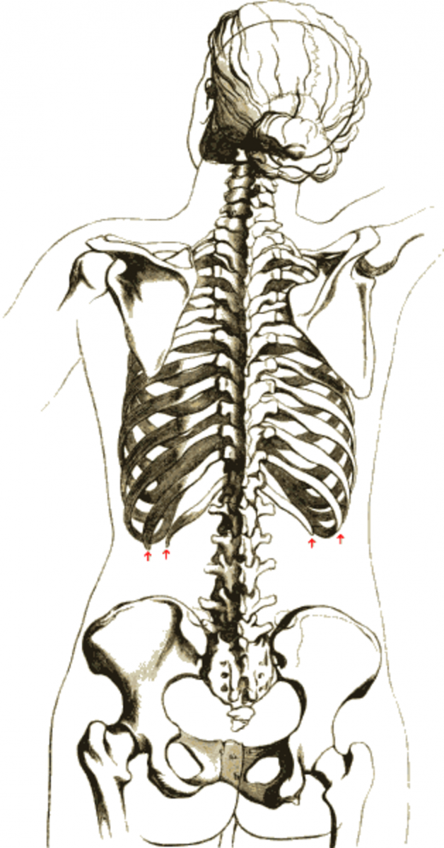 Легкие со спины анатомия