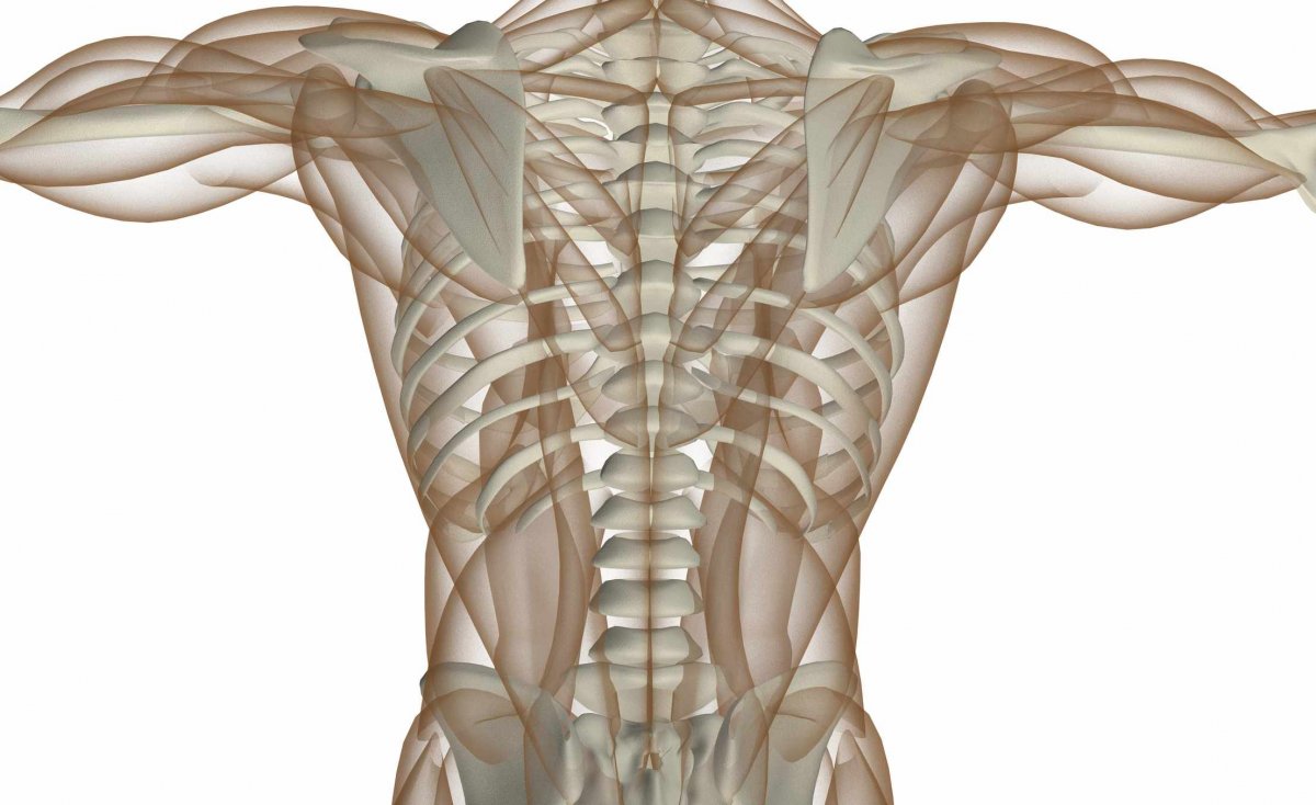 Мышцы живота пластическая анатомия