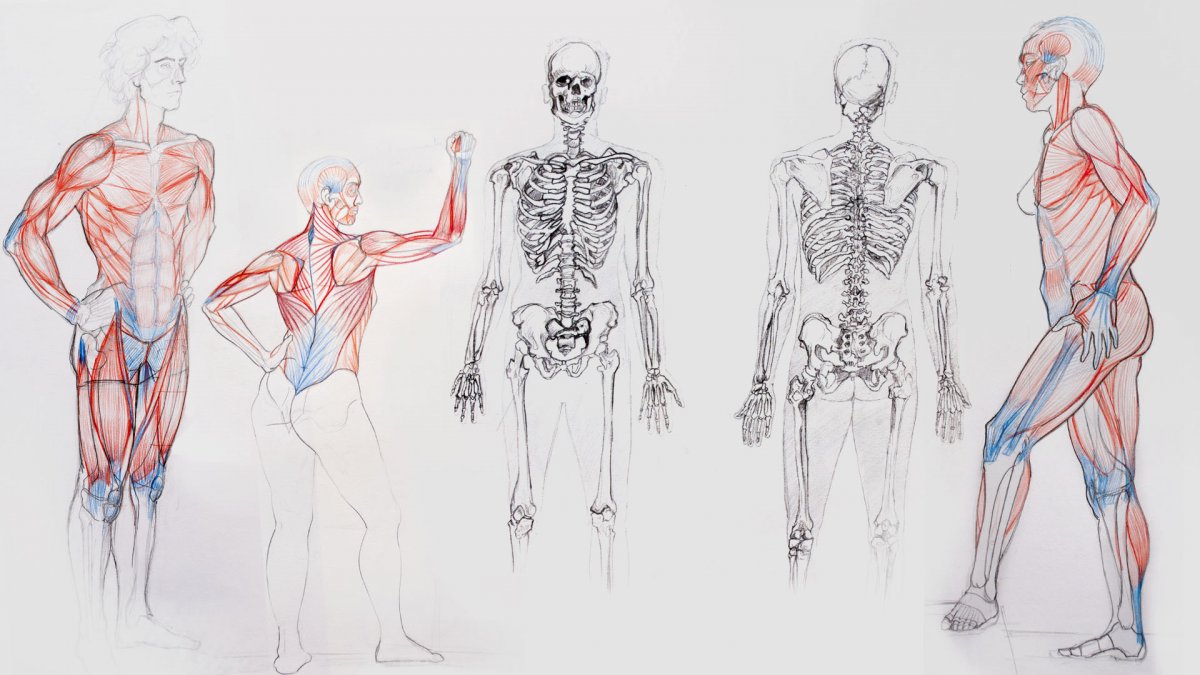 Анатомия человека для художников