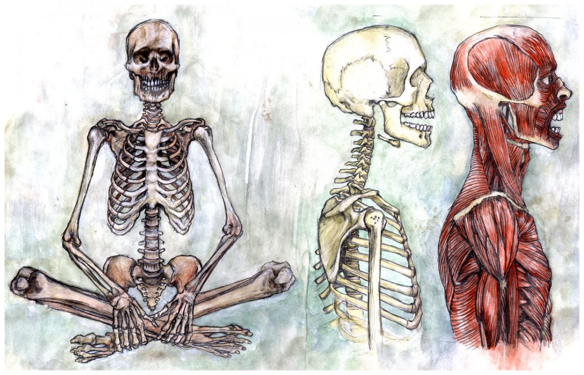Пластическая анатомия скелет