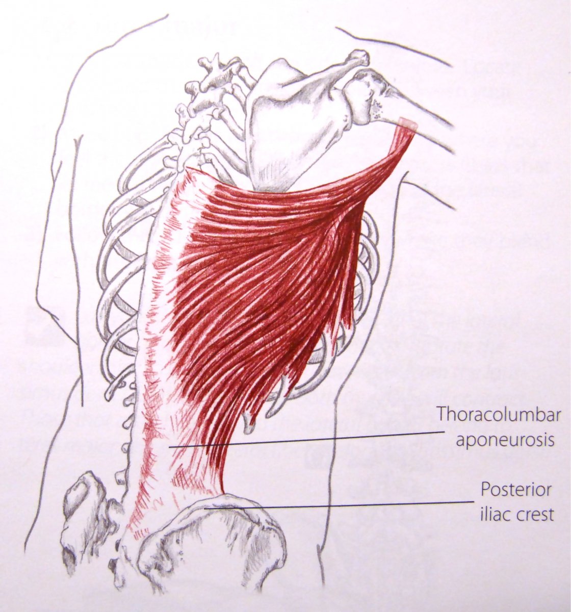 Наружные межреберные мышцы анатомия