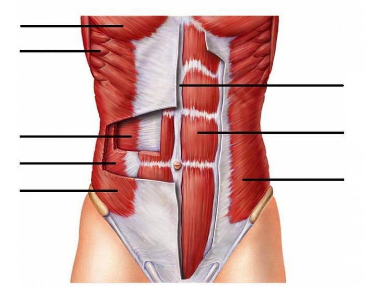 Средняя ягодичная мышца анатомия