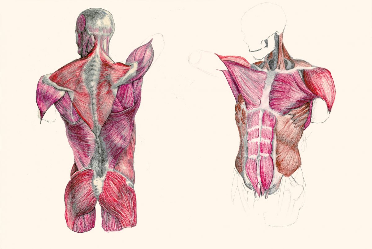 Анатомия спины женщины