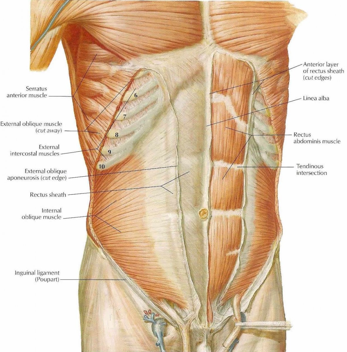 Мышцы спины зажимают нерв