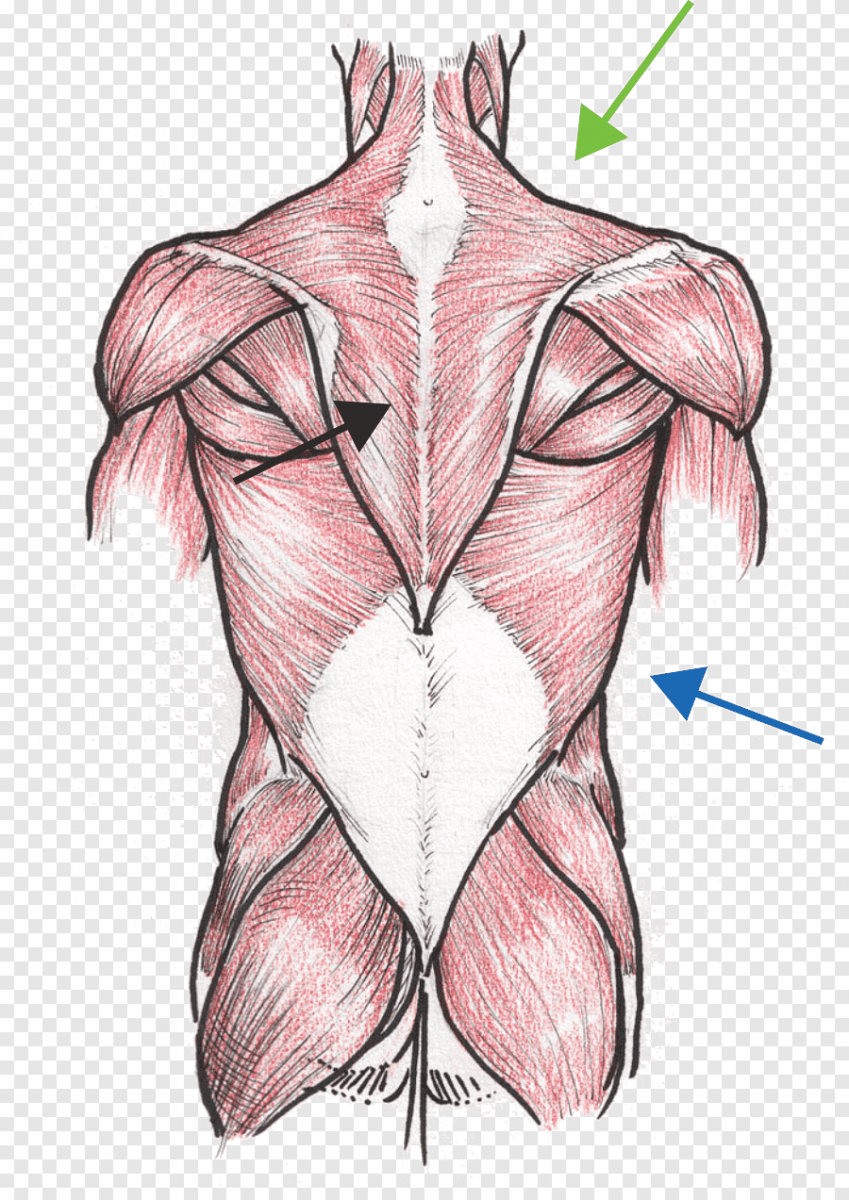 Ромбовидная мышца спины анатомия
