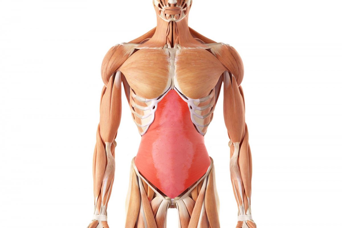 Поперечная мышца живота (musculus transversus abdominis)