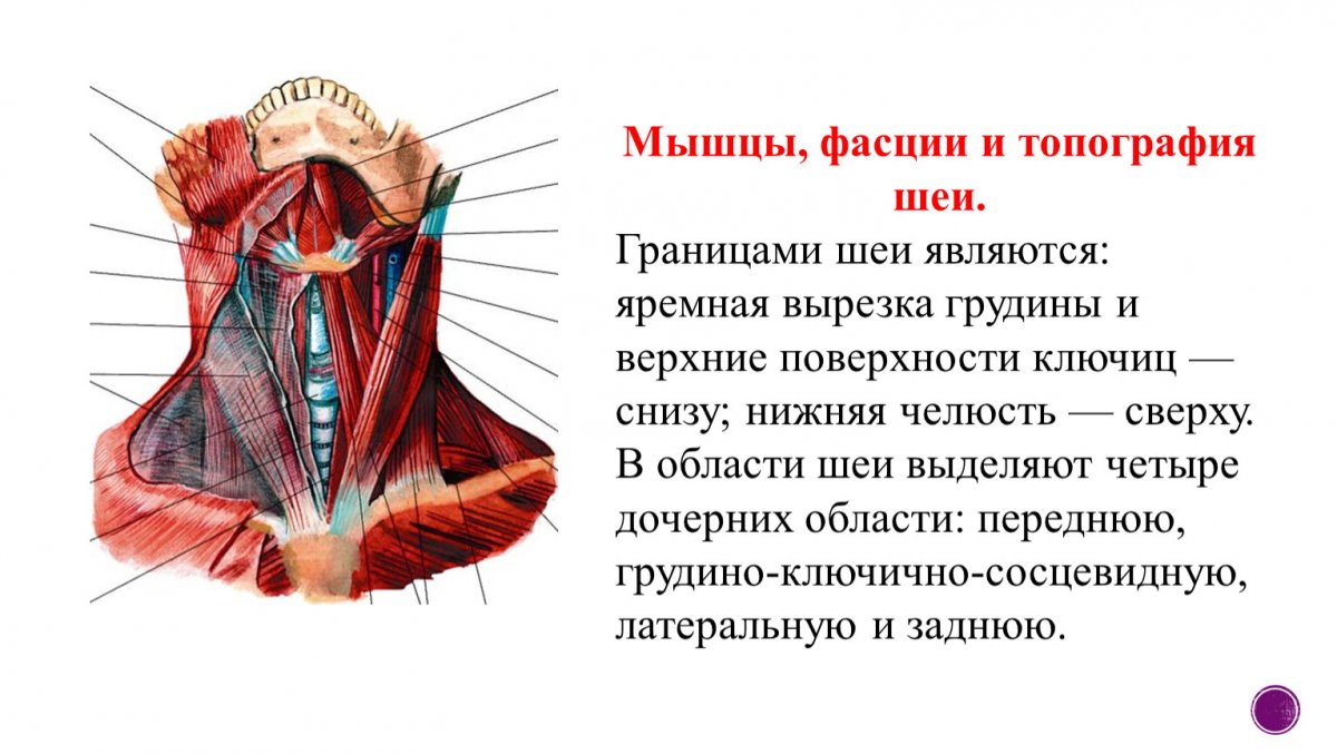 Топография фасций шеи