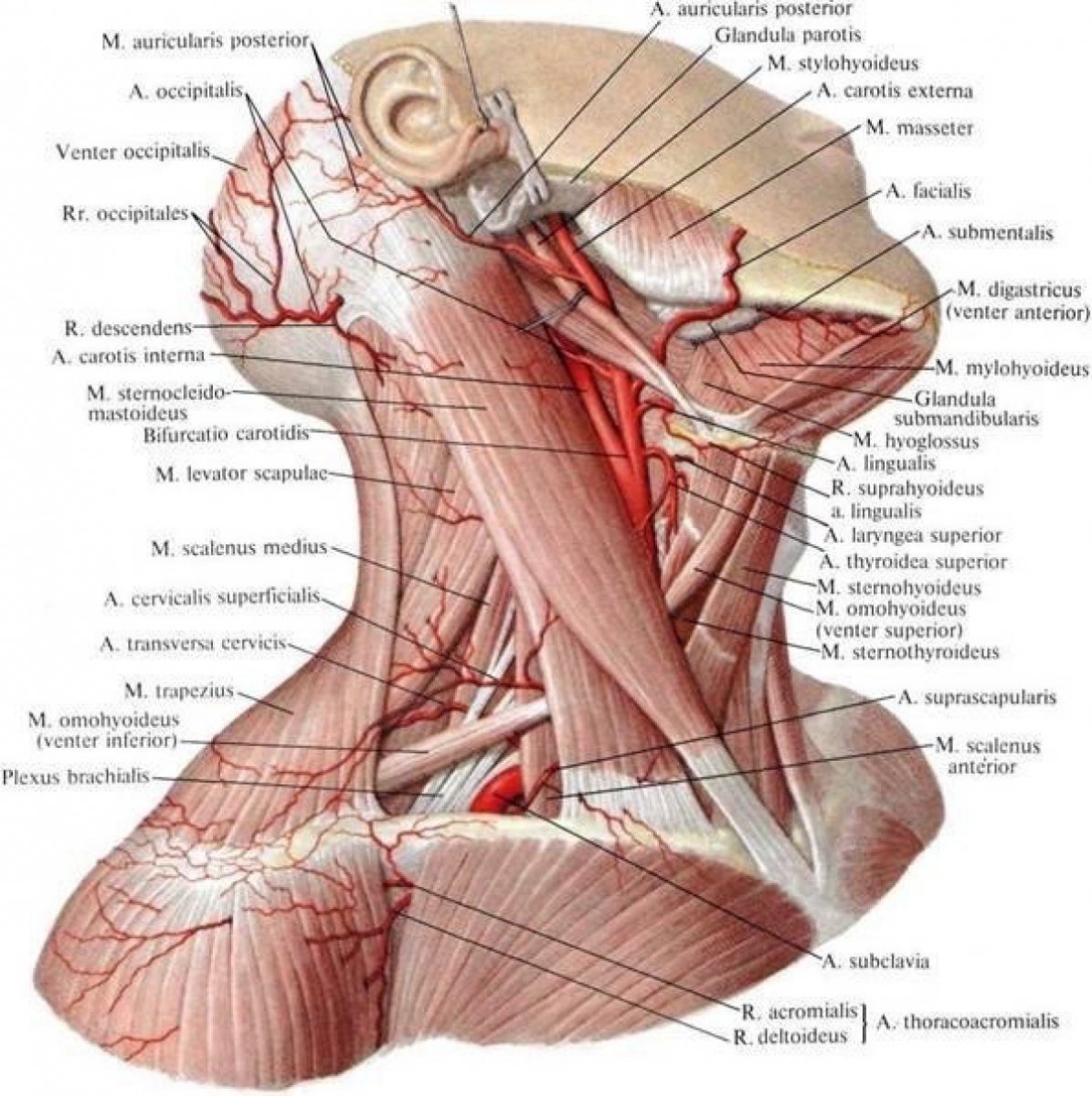 Внутреннее строение шеи. Сонная артерия топография анатомия. Сонный треугольник шеи топографическая анатомия. Наружная Сонная и подключичная артерии. Строение шеи Сонная артерия.
