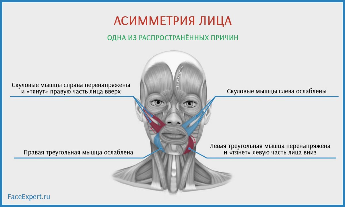 Мускулюс назалис