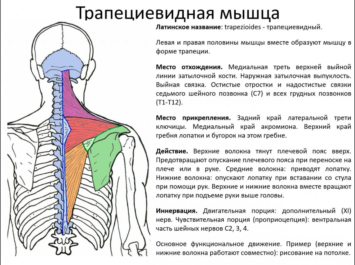 Трапециевидная мышца шеи