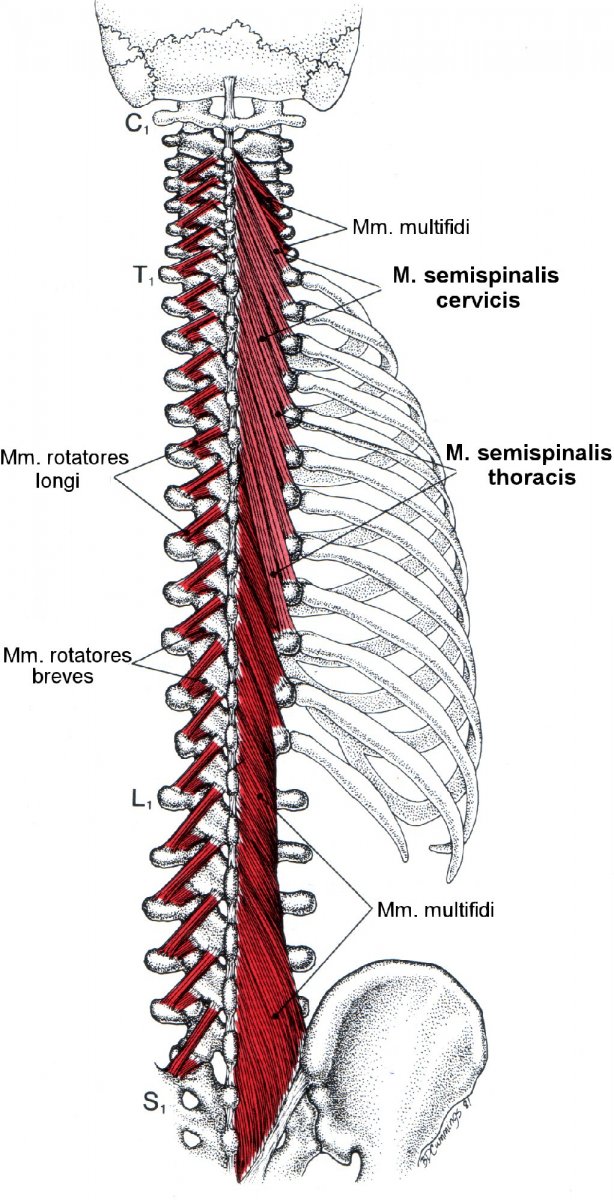 Длинные разгибатели шеи анатомия