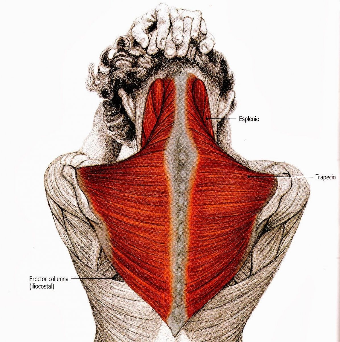 Мышца, выпрямляющая позвоночник, т. Erector Spinae.