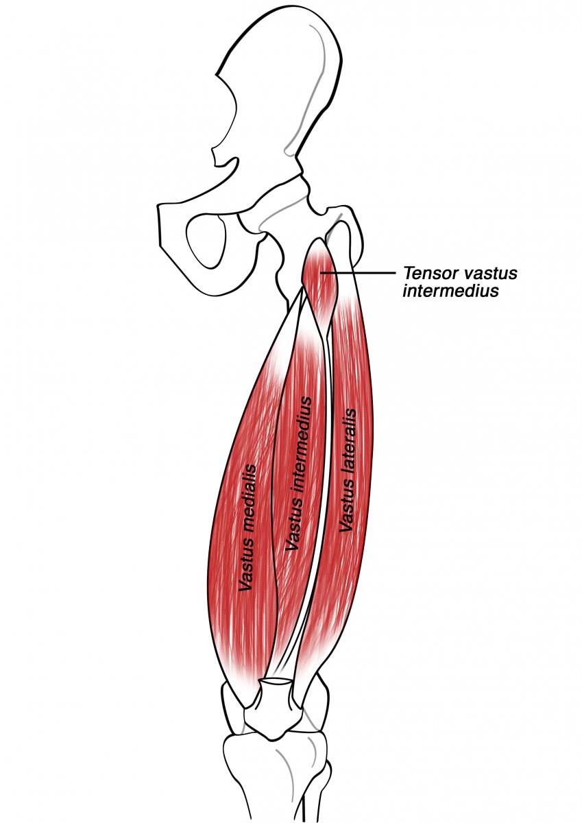 Vastus intermedius мышца