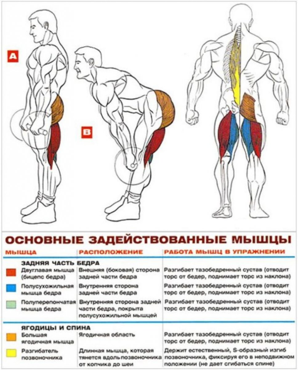 Румынская тяга мышцы задействованы