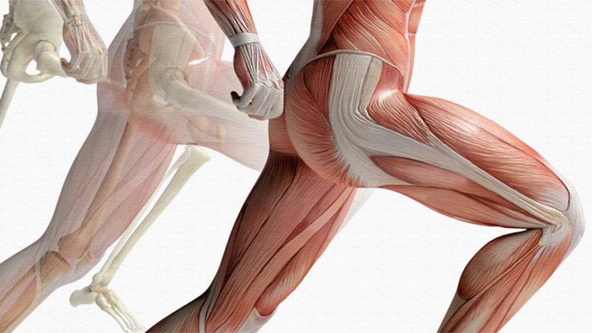 Ягодичные мышцы анатомия строение