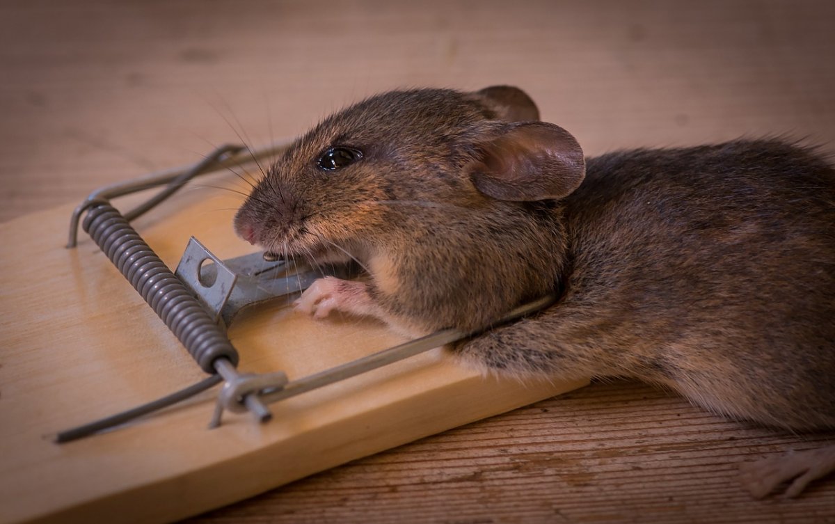 Мышеловка rat&Mouse