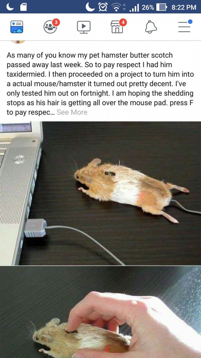 Компьютерные мыши прикольные