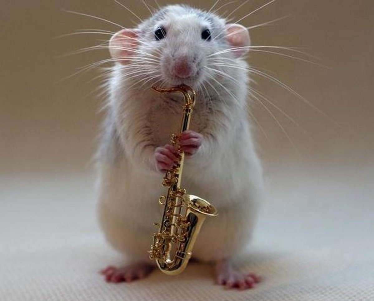 Крысы оркестр