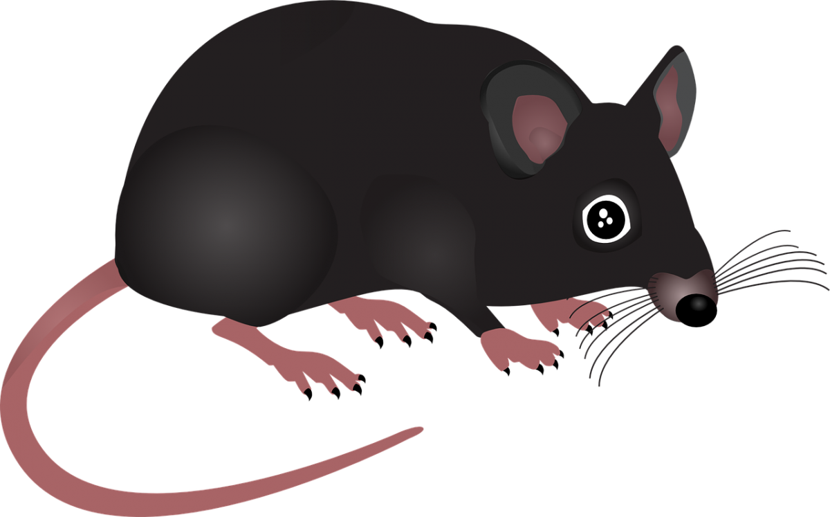Черная мышка
