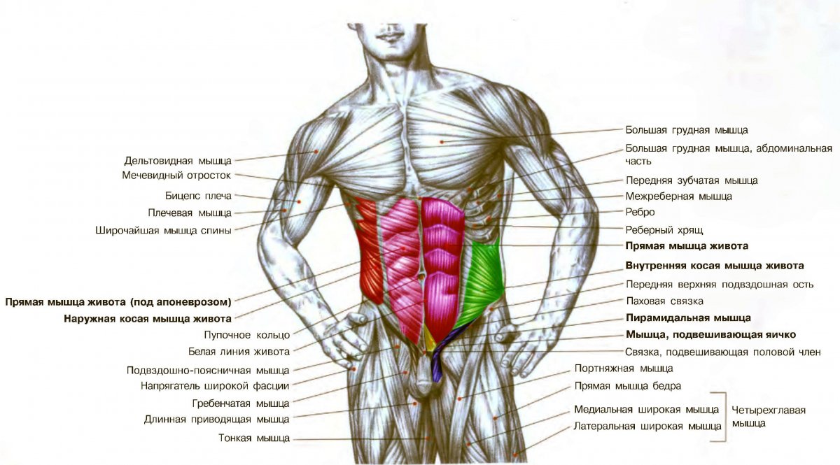 Переднелатеральная группа мышц живота