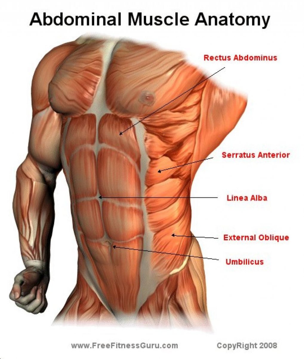 Мышцы живота анатомия