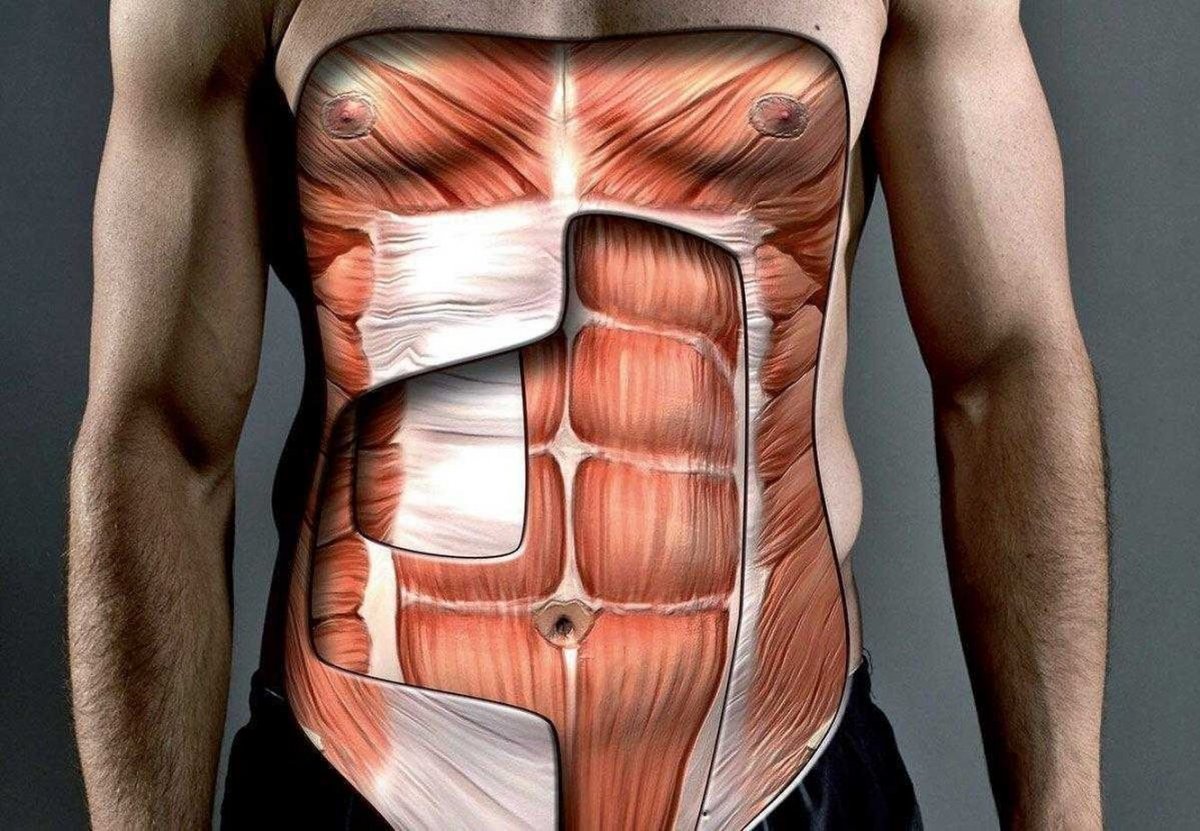 External Oblique мышца