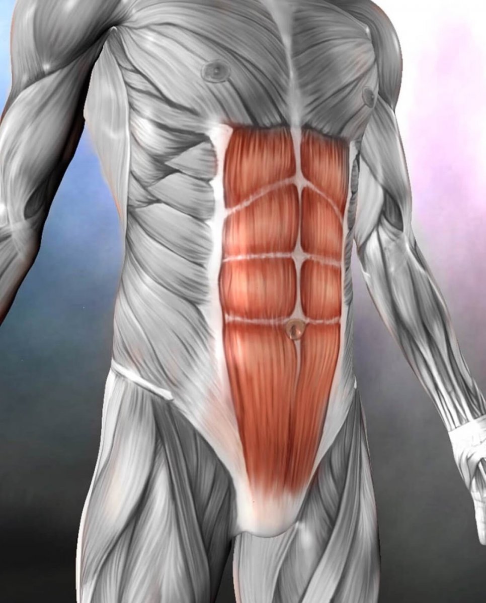 Мышцы живота рисунок