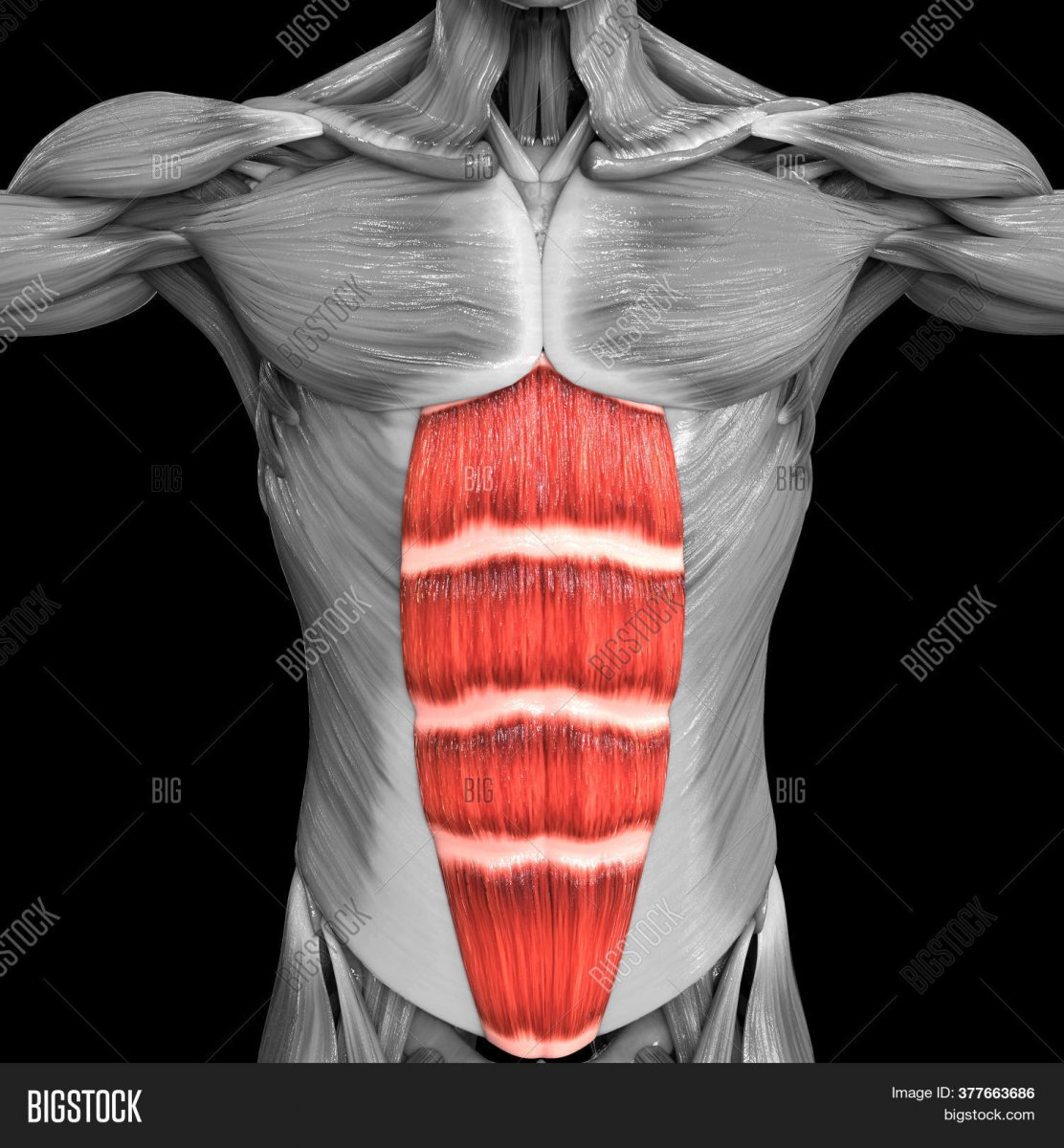 Мышцы живота вид спереди