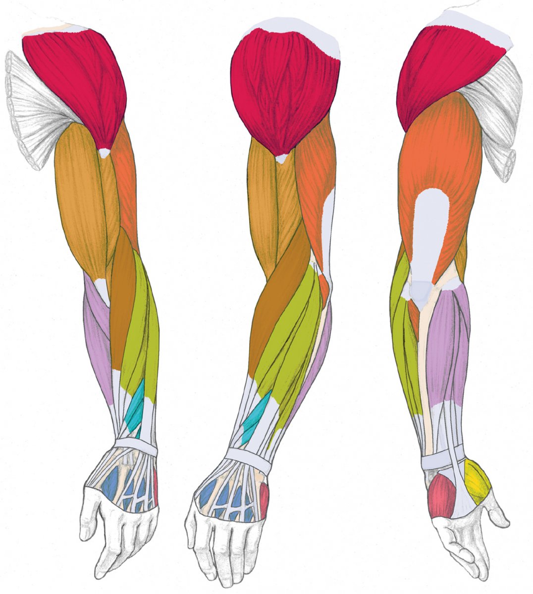 Мышцы рук женщины анатомия