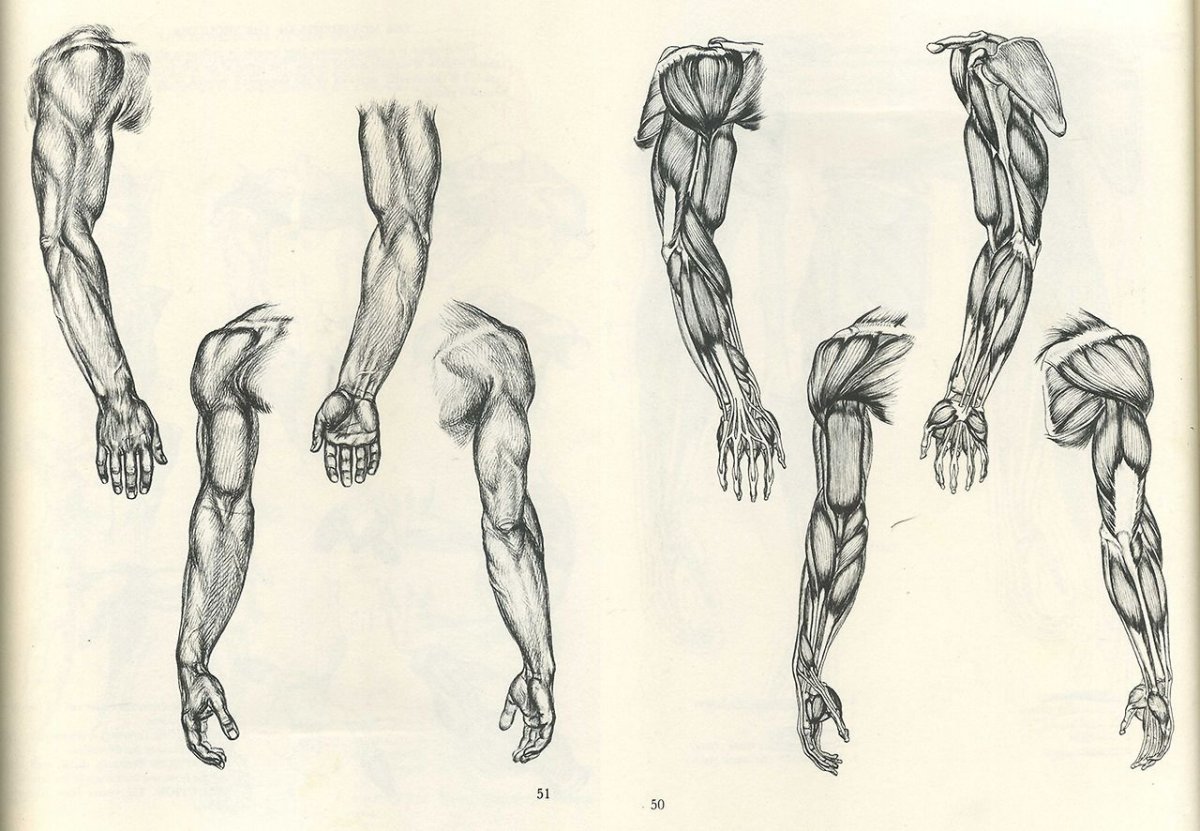Пластическая анатомия руки