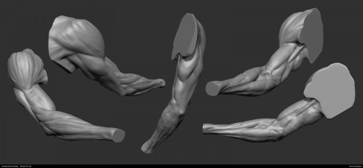 Zbrush референс анатомия