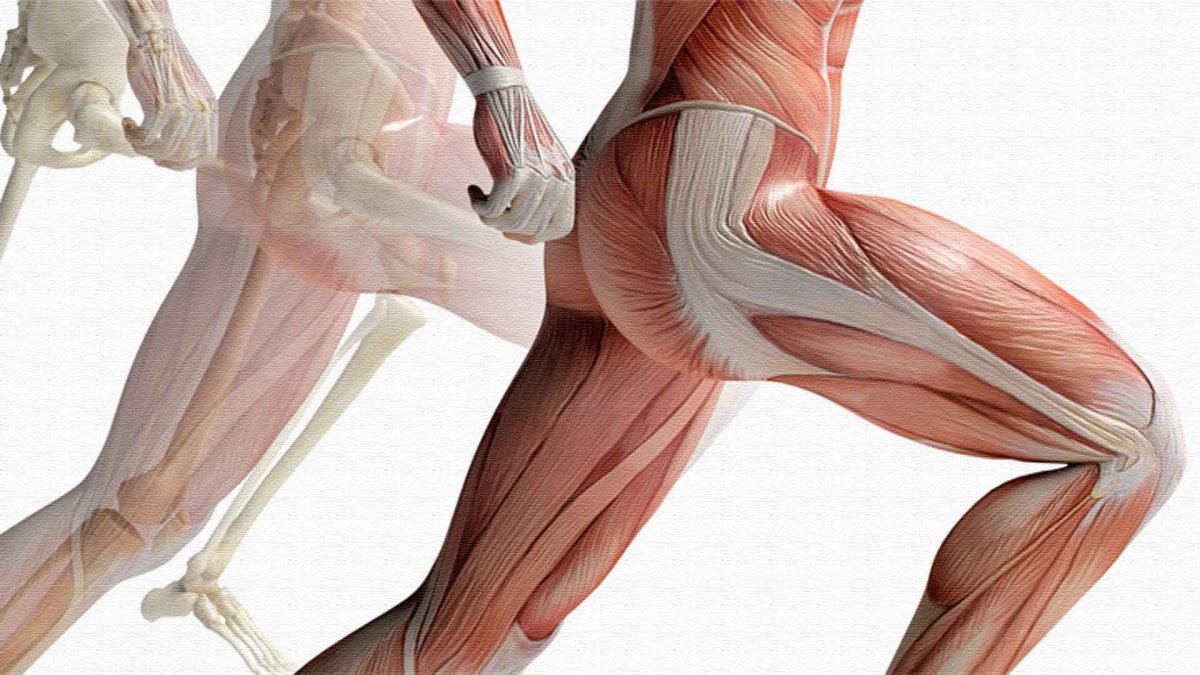 Мышечная система бедра человека анатомия