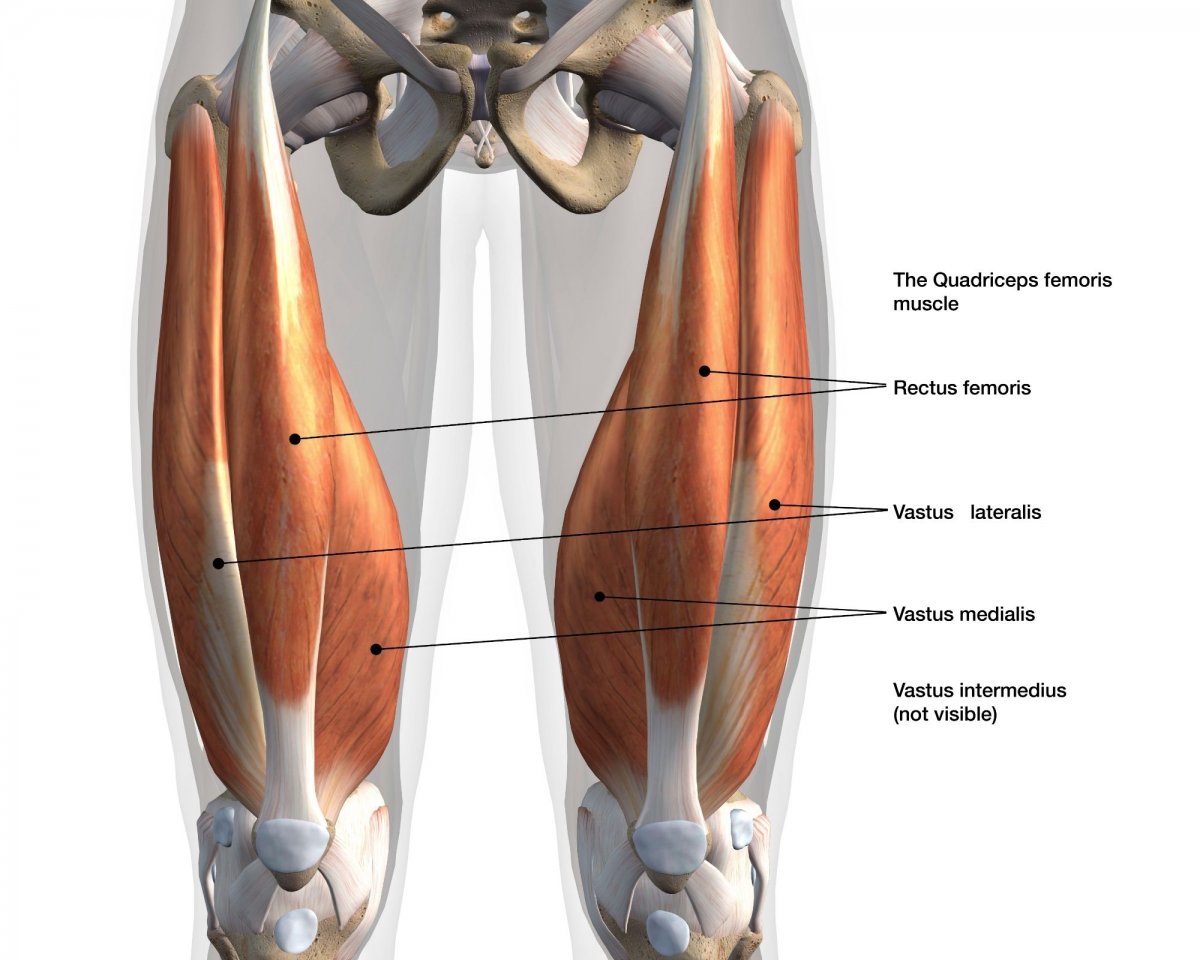 Мышцы ног квадрицепс