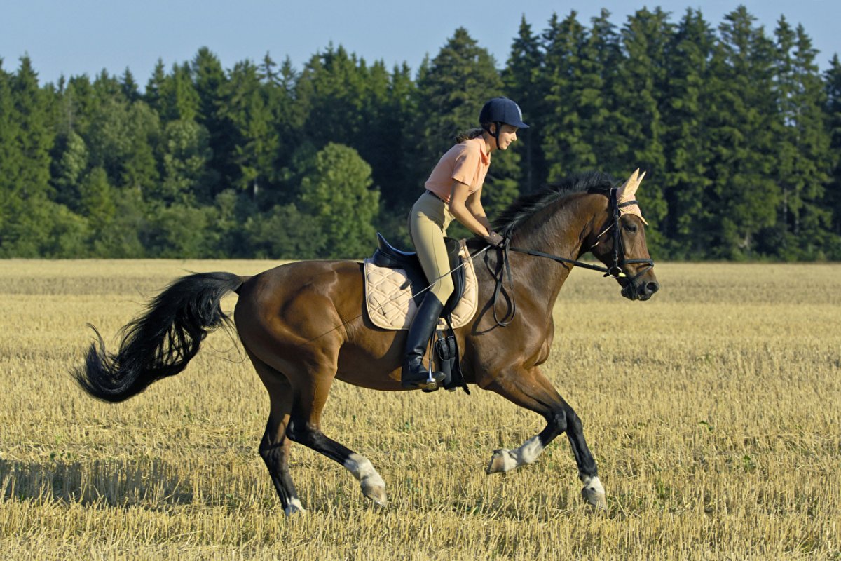 Конкур конный спорт
